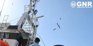 Nazaré: Mais de 600 quilos de pescada apreendida