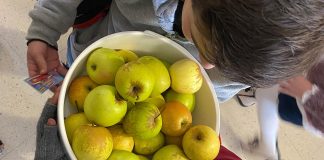 ‘Regime da Fruta Escolar’ chegou a Óbidos