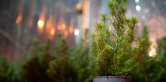 Chamusca: Mil pinheiros de Natal vão ser devolvidos à natureza