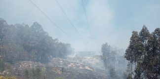Município vai avançar com ações de recuperação da área ardida em 2022