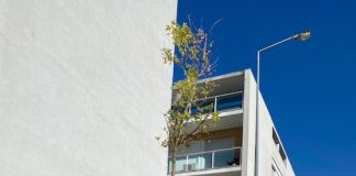Coimbra: Câmara Municipal planta árvores na rua José Marques Dias Ferreira
