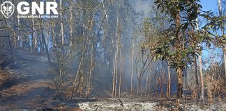 Incêndios: Detida suspeita de fogo florestal no concelho de Leiria