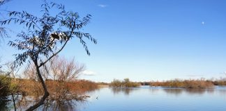 Golegã: Fundação Saramago promove visita à Reserva Natural do Paul do Boquilobo