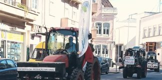 Crise/Inflação: Horticultores do Oeste dizem que medidas pecam por tardias