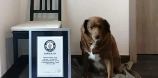 Festa de aniversário do cão mais velho do mundo reúne pessoas de vários pontos do mundo