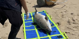 Morte de 44 botos no Norte leva cientistas a alertar para defesa da espécie