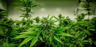 Canábis é a droga mais usada na Europa e opiáceos estão em crescimento