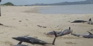 Pelo menos 55 golfinhos encalharam numa praia da Ilha de Lewis a oeste da Escócia