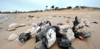 Aves marinhas ameaçadas com maior risco de exposição ao plástico no Mediterrâneo – estudo