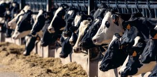 Produtores de leite desafiados a unirem-se para ganhar capacidade de negociar preço justo