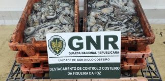 Nazaré: Apreendidos mais de 150 quilos de polvo subdimensionado