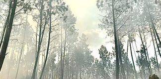Cavalos “sapadores” asseguram a limpeza de terrenos em Figueiró dos Vinhos