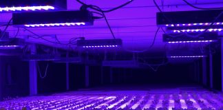 Novo ‘software’ controla agricultura vertical desde a semente à embalagem
