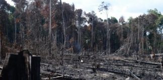 Incêndios: Detido homem que ateou dois fogos no Tramagal