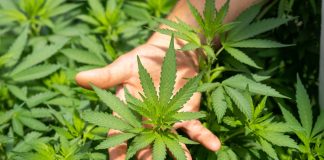 Bancada do PS avança com grupo de trabalho para analisar uso não medicinal da canábis