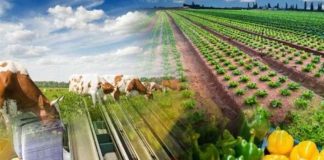 Plataforma Viiafood já executou 30% do investimento previsto em inovação