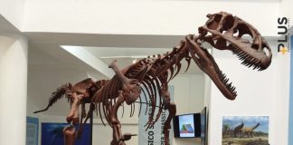 Paleontólogos anunciam novo género e espécie de pterossauro