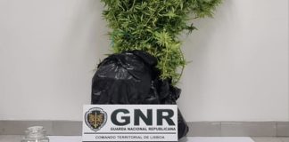 Mafra: Homem detido por cultivo e tráfico de droga