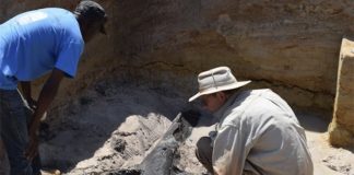 Encontrada na Zâmbia estrutura de madeira mais antiga do mundo com quase 500 mil anos