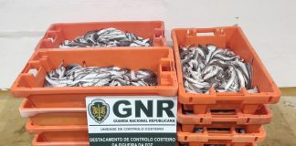 Nazaré: GNR apreende 156 kg de pescada branca subdimensionada