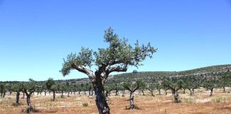 Alcanena e Torres Novas alargam projeto de valorização do olival ao PNSAC