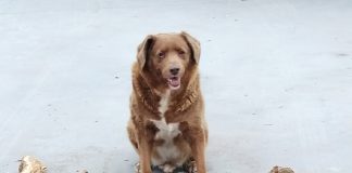Morreu Bobi o cão mais velho do mundo do Guinness
