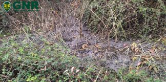 GNR identifica autor de descarga ilegal de efluentes pecuários em Porto de Mós