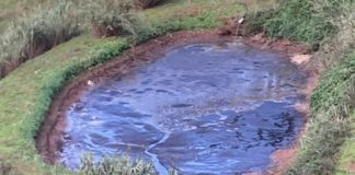 Suinicultura multada por descarga ilegal em Alcobaça