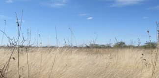 Seca: Governo aprova 26,6 ME para aumentar disponibilidade de água no Algarve