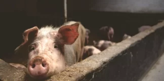 Feira em Ourique para valorizar fileira do porco alentejano arranca esta sexta-feira