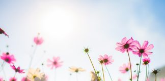 Primavera começa quarta-feira com aguaceiros e temperaturas acima dos 20 graus