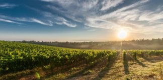 Comissão dos Vinhos Verdes recusa travão ao setor admitido pelo Governo