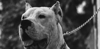 Ataque de pitbulls mata bebé em Itália e deixa a mãe ferida