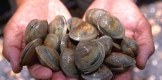 Detido um dos maiores recetadores de bivalves em megaoperação da Polícia Marítima