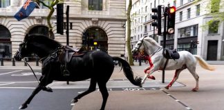 Cavalos à solta em Londres causam quatro feridos