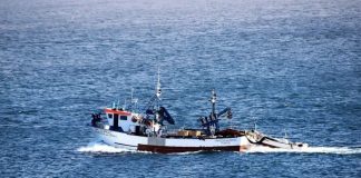 Frota portuguesa captura mais 3,3% de pescado em 2023