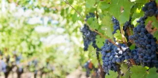 Viticultores do Douro preocupados com venda de uvas na próxima vindima