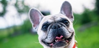 Mercado de seguros de animais cresce rapidamente em Portugal e mobiliza seguradoras