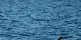 Orcas ibéricas partem lemes dos barcos por brincadeira ou socialização