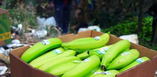 PJ apreende em Setúbal 800 quilos de cocaína dissimulados em caixas de banana