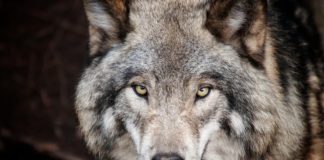 Tribunal da UE rejeita caça regional ao lobo se protegido a nível nacional