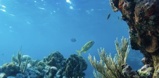 Nações Unidas criam instrumento financeiro para desbloquear verbas para os oceanos