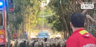 Único pastor transumante de Gouveia guarda 500 ovelhas no verão na serra da Estrela