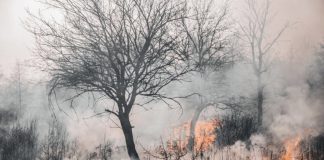 Incêndios: Agricultores do Norte já declararam 1,4 milhões de euros de prejuízos