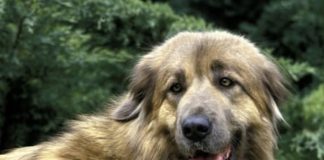 Primeiro Dia Mundial do Cão da Serra da Estrela assinalado em setembro