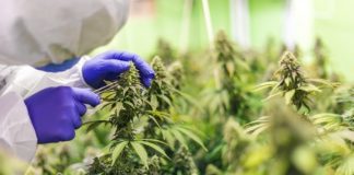 Trump a favor da legalização da canábis para fins recreativos na Florida