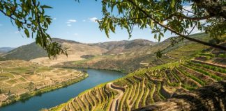 Autarcas do Douro defendem taxa turística para ajudar viticultores em crise