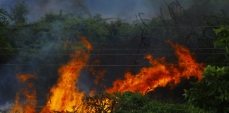 Incêndios: PJ detém mulher suspeita de seis fogos em Condeixa-a-Nova