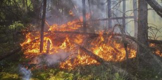 Incêndios: presidente de junta arguido por uso de roçadora de disco em Valongo