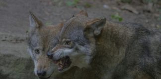Lobos pretos capturados em câmara montada numa floresta da Polónia